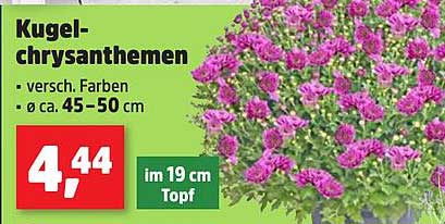 Kugelschrysanthemen – verschiedene Farben im 19 cm Topf