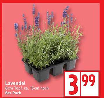 Lavendel 6cm Topf, ca. 15cm hoch, 6er Pack