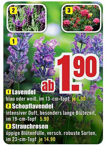 Lavendel ab 1,90 Euro im 13-cm-Topf