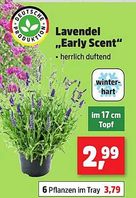 Lavendel „Early Scent“ - herrlich duftend