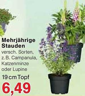 Mehrjährige Stauden - versch. Sorten, z.B. Campanula, Katzenminze oder Lupine