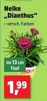 Nelke „Dianthus“ - verschiedene Farben im 13 cm Topf