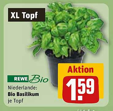 REWE Bio Basilikum XL Topf