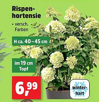 Rispenn-hortensie – versch. Farben