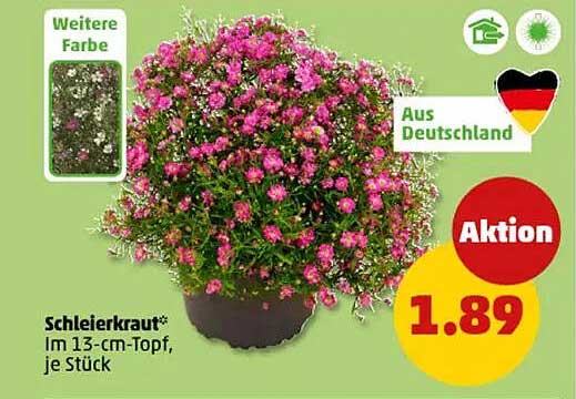 Schleierkraut im 13-cm-Topf, je Stück