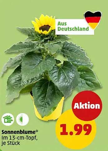 Sonnenblume im 13-cm-Topf, je Stück