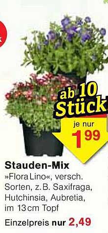 Stauden-Mix »Flora Lino«