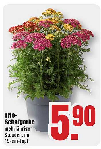Trio-Schafgarbe mehrjährige Stauden, im 19-cm-Topf