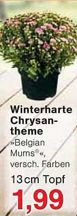 Winterharte Chrysantheme »Belgian Mums«, versch. Farben, 13 cm Topf