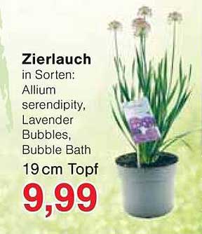 Zierlauch in Sorten: Allium serendipity, Lavender Bubbles, Bubble Bath