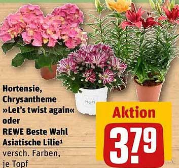 Hortensie, Chrysantheme »Let’s twist again« oder REWE Beste Wahl Asiatische Lilie, verschieden Farben, je Topf
