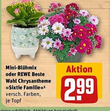 Mini-Blühmix oder REWE Beste Wahl Chrysantheme »Sixtie Familie«