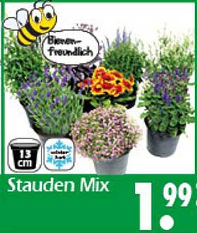 Stauden Mix
