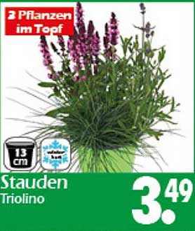 Stauden Triolino - 3 Pflanzen im Topf