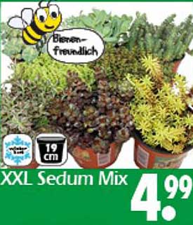 XXL Sedum Mix