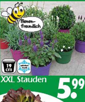 XXL Stauden