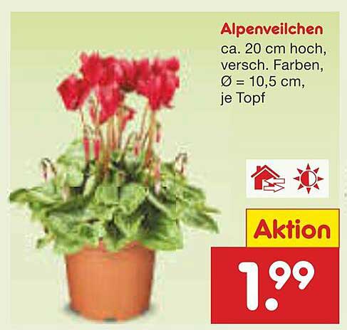 Alpenveilchen, ca. 20 cm hoch, verschiedenfarbig