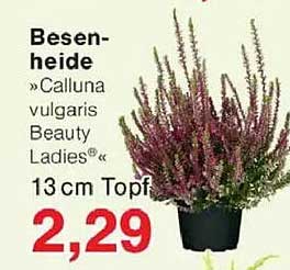 Besenheide »Calluna vulgaris Beauty Ladies« 13 cm Topf
