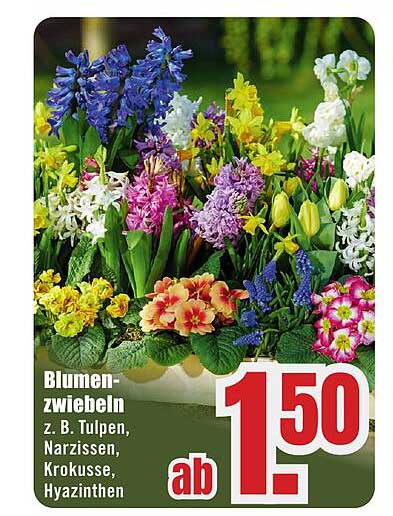Blumen-Zwiebeln ab 1,50 €