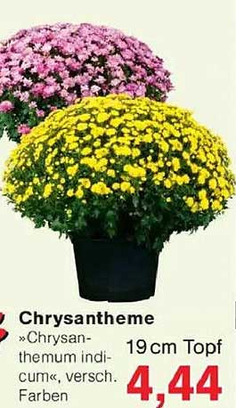 Chrysantheme »Chrysanthemum indicum«, verschieden Farben