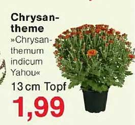 Chrysanthemen »Chrysanthemum indicum Yahou« 13 cm Topf