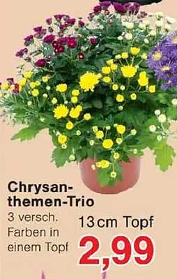 Chrysanthemen-Trio – 3 verschiedene Farben in einem Topf