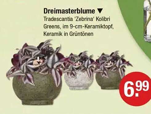 Dreimasterblume - Tradescantia 'Zebrina' Kolibri Greens im 9-cm-Keramiktopf