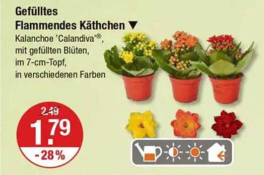 Gefülltes Flammendes Käthchen - Kalanchoe 'Calandiva®'
