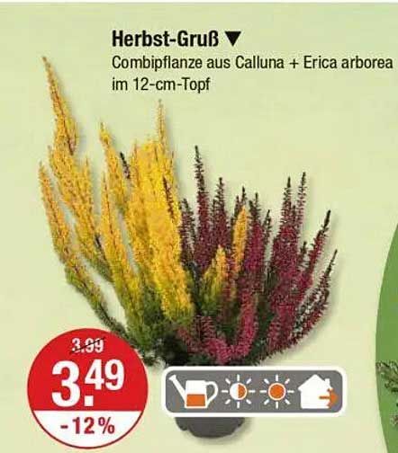 Herbst-Gruß - Combipflanze aus Calluna + Erica arborrea im 12-cm-Topf