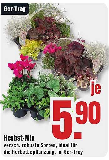 Herbst-Mix im 6er-Tray – Robust und farbenfroh!