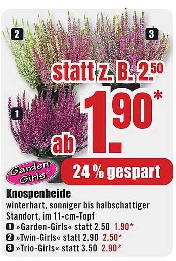 Knospenheide im 11-cm-Topf – nur 1,90 € statt 2,50 €