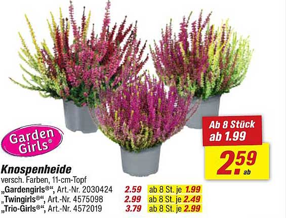 Knospenheide - verschiedene Farben im 11-cm-Topf