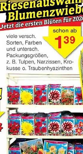Riesen Auswahl an Blumenzwiebeln - Jetzt die ersten Blüten für 2025!