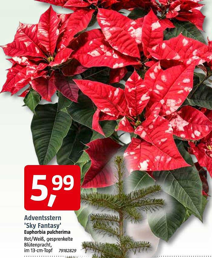 Adventsstern 'Sky Fantasy' - Euphorbia pulcherrima, Rot/Weiß, gesprenkelte Blütenpracht, im 13-cm-Topf