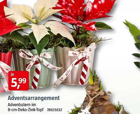 Adventstern im 8-cm-Deko-Zink-Topf