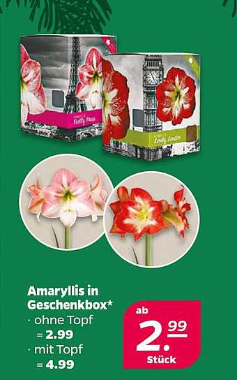 Amaryllis in Geschenkbox