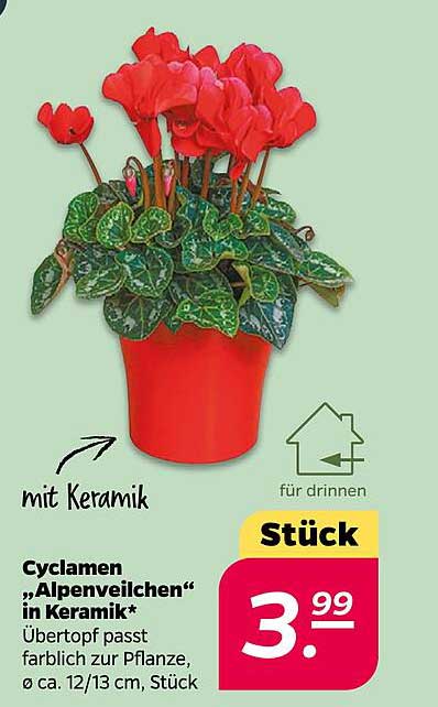 Cyclamen „Alpenveilchen“ in Keramik