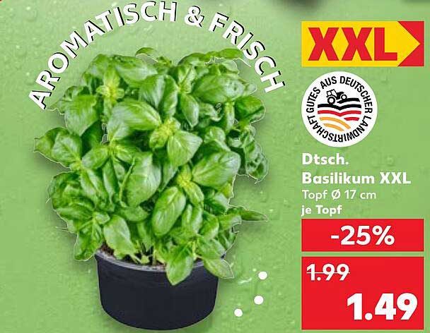 Dt. Basilikum XXL Topf Ø 17 cm je Topf