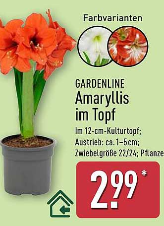 GARDENLINE Amaryllis im Topf