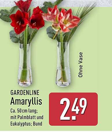 GARDENLINE Amaryllis mit Palmbblatt und Eukalyptus - Bund