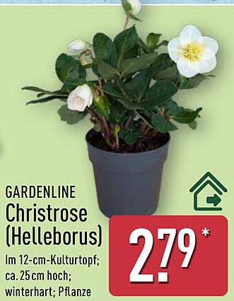 GARDENLINE Christrose (Helleborus)