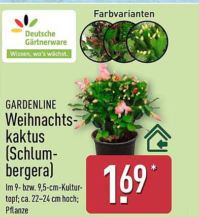 GARDENLINE Weihnachtskaktus (Schlumbergera)