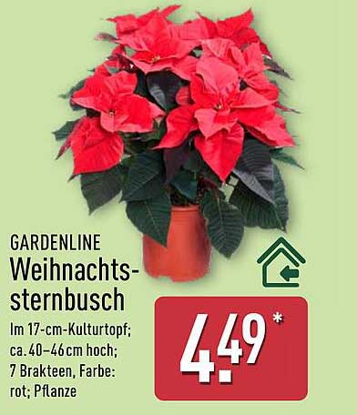 GARDENLINE Weihnachtssternbusch