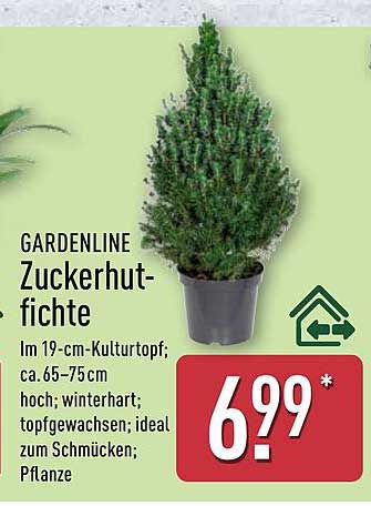 GARDENLINE Zuckerhutfichte im 19-cm-Kulturtopf