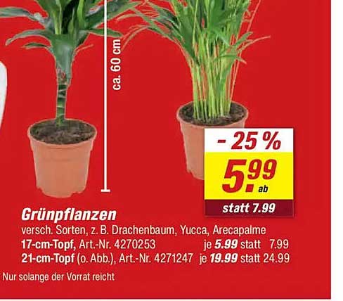 Grünpflanzen - vielseitige Zimmerpflanzen für Ihr Zuhause