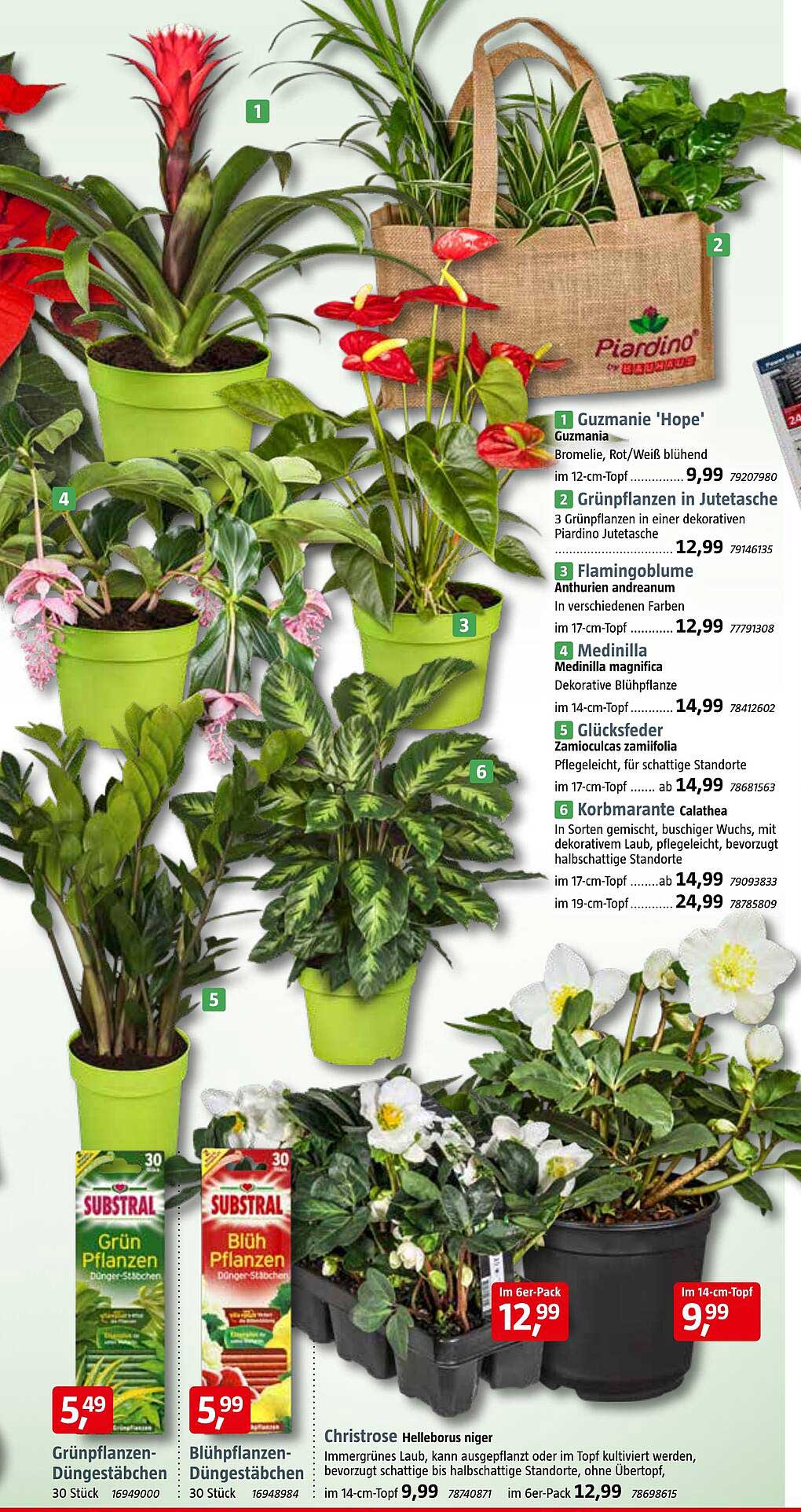 Guzmania 'Hope' - Bromelie, Rot/Weiß blühend