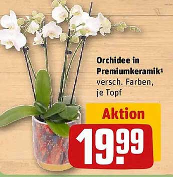 Orchidee in Premiumkeramik - Aktion