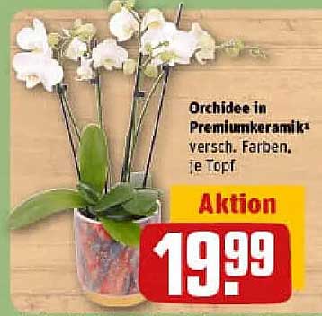 Orchidee in Premiumkeramik, verschiedene Farben, je Topf