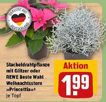 Stacheldrahtpflanze mit Glitzer oder REWE Beste Wahl Weihnachtsstern "Princettia" je Topf