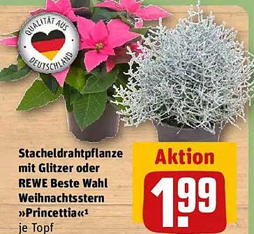 Stacheldrahtpflanze mit Glitzer oder REWE Beste Wahl Weihnachtsstern »Princettia« je Topf